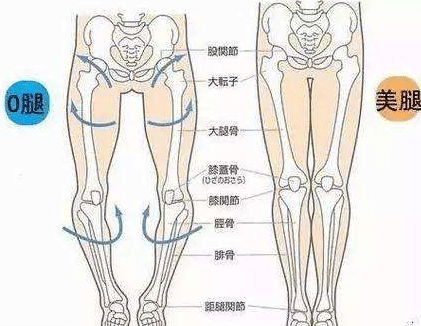 腿型對(duì)比
