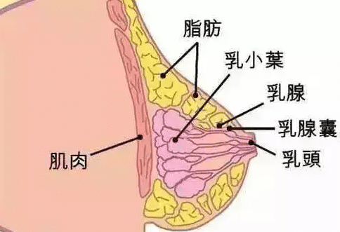 胸大肌后間隙 胸大肌后間隙