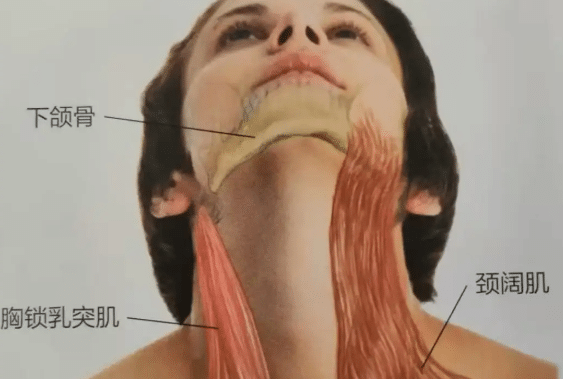 提頸術 提頸術