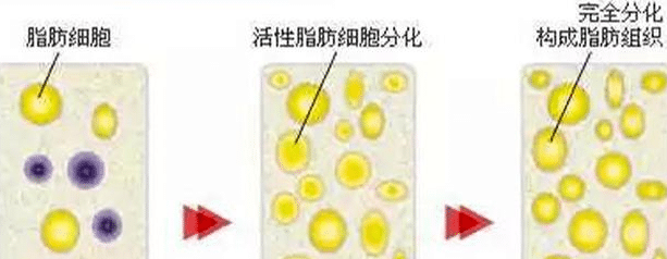 自體脂肪恢復(fù)時期 自體脂肪恢復(fù)時期