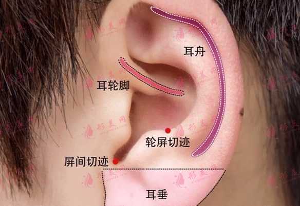 正常耳朵構(gòu)造 正常耳朵構(gòu)造
