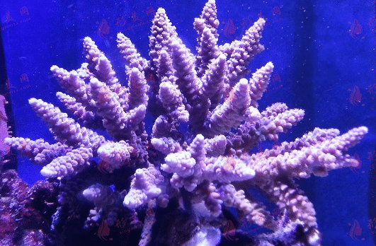 卡洛爾邦珊瑚骨 卡洛爾邦珊瑚骨