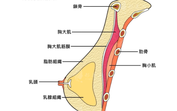 什么是內(nèi)窺鏡隆胸？?jī)?nèi)窺鏡隆胸優(yōu)勢(shì)有哪些？