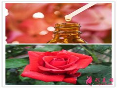 玫瑰精油的功效與用法_玫瑰精油怎么用？