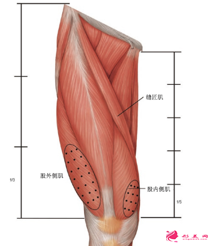 打瘦腿針后多久可以備孕呢