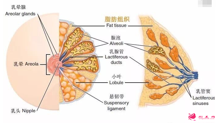 自體脂肪豐胸安不安全