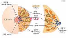 自體脂肪隆胸費(fèi)用高嗎？